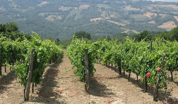 vigneto Colli di Lapio