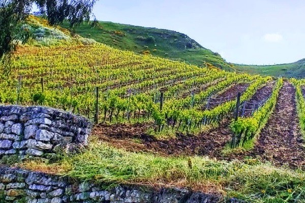 vigneto Feudo Montoni