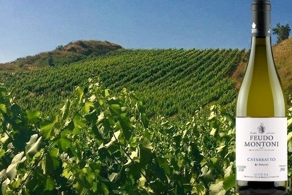 Catarratto ”del Masso” DOC Sicilia 2018 di Feudo Montoni