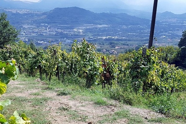 Vigne Guadagno