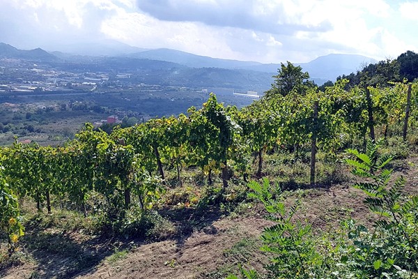 vigneti Vigne Guadagno