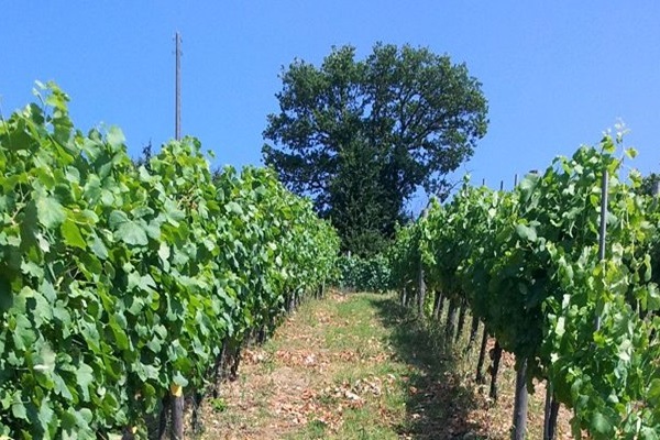 vigneti Vigne Guadagno