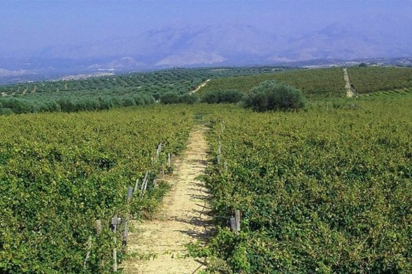 vigneti azienda Stilianou