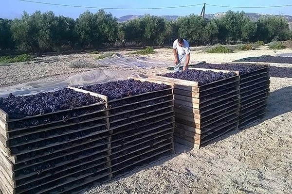 stoccaggio vini azienda Stilianou