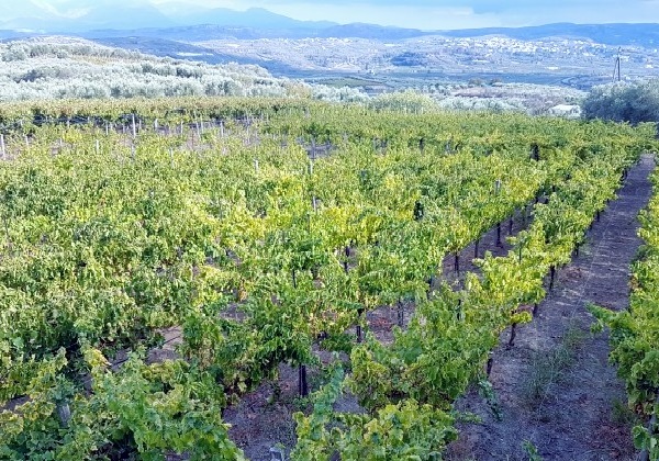 vigneto azienda Stilianou