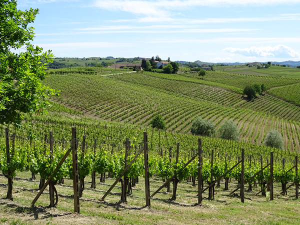 Veduta del Bricco Malgrà con l'azienda in fondo