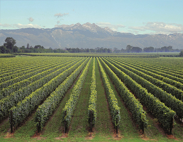Vigneti Bosco del Merlo