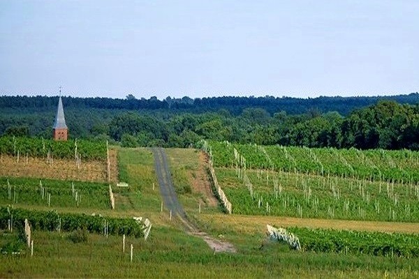 vigneti Winnica Miłosz