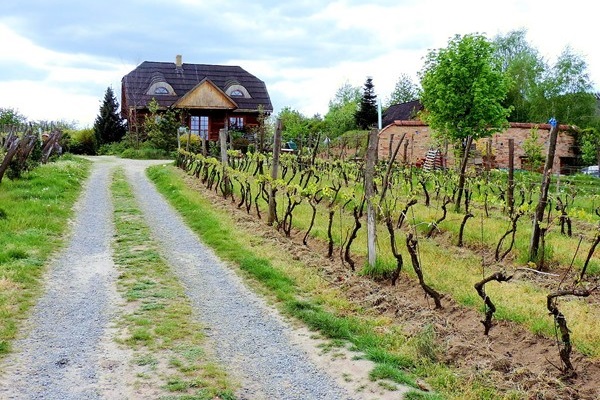 vigneti Winnica Miłosz