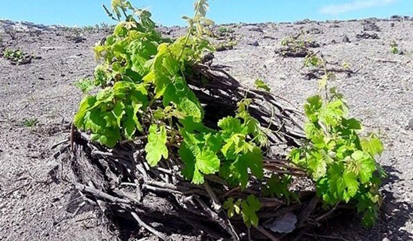 Assyrtiko de Mylos 2016 Hatzidakis