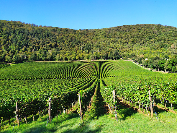 Il vigneto Oratorio di San Lorenzo di Inama