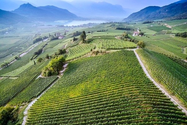 Vigneti azienda Elena Walch