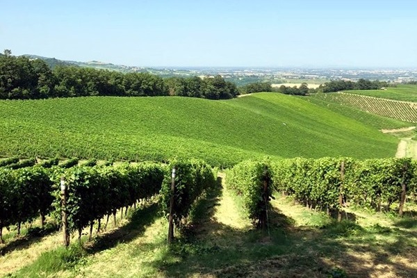 vigneti azienda Ballabio