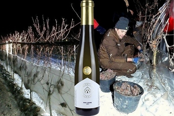 Ice Wine 2017 Winnica Turnau