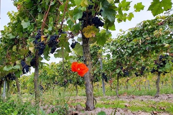 <img class="aligncenter size-full wp-image-59846" src="https://www.lavinium.it/wp-content/uploads/2020/09/Turnau-2.jpg" alt="Winnica Turnau" width="600" height="400" />