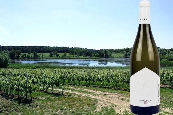 Seyval Blanc 2019 Winnica Turnau