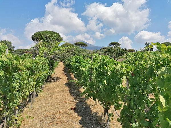 Vigneto azienda Andrea Matrone