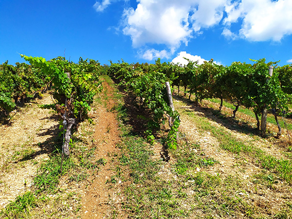 Vigneto azienda Del Rèbene