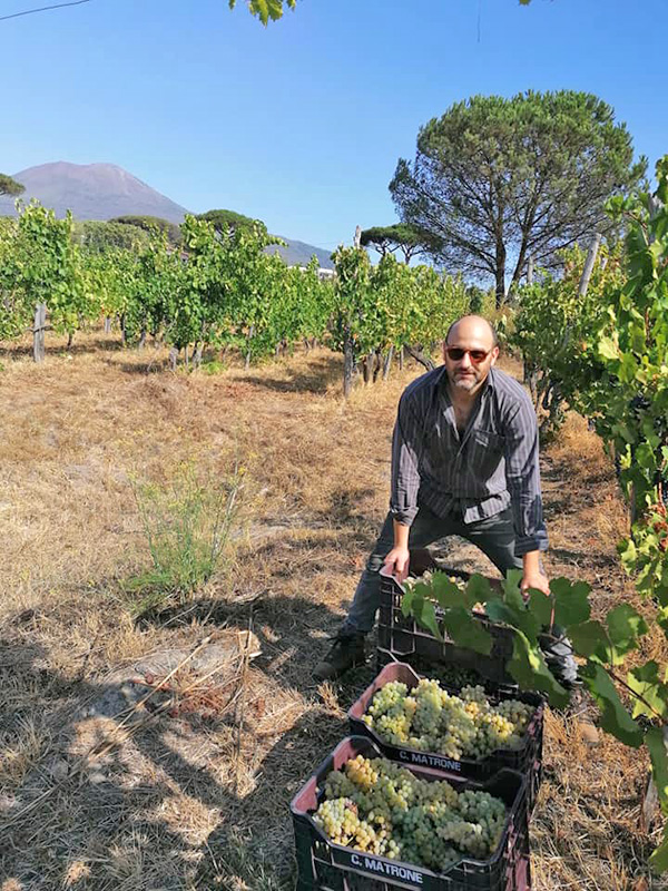 Andrea Matrone con l'uva appena raccolta