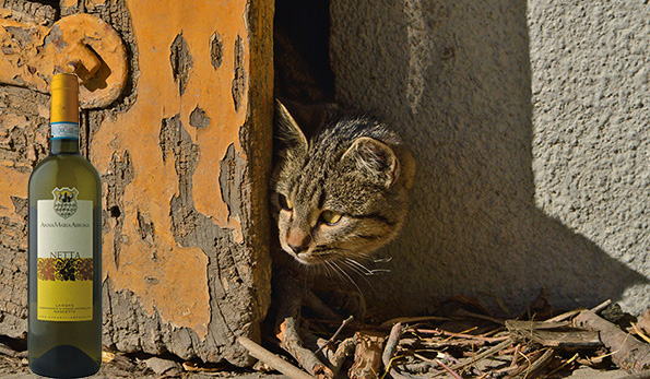 Gatto e Nascetta di Anna Maria Abbona