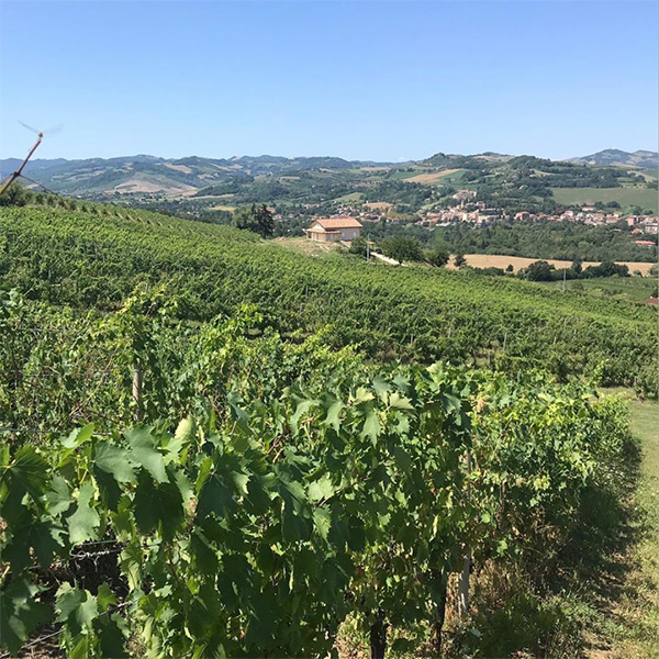 Vigneto Poggio della Dogana