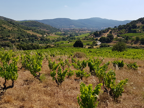 Vigne ad alberello azienda Sedilesu