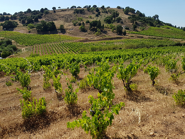 Le vigne ad alberello
