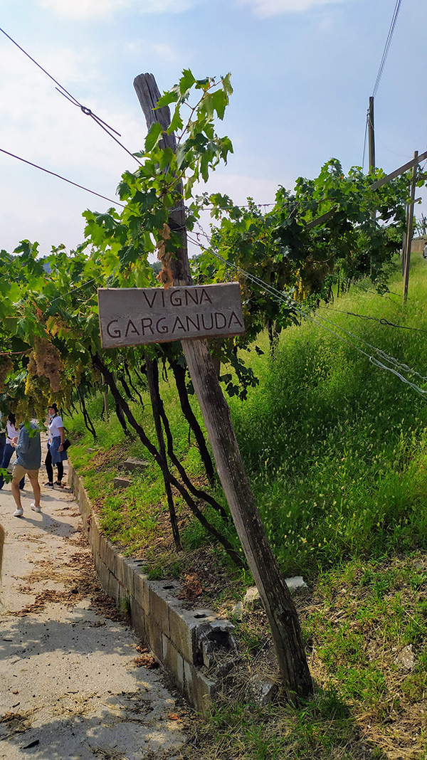 Vigna Garganuda