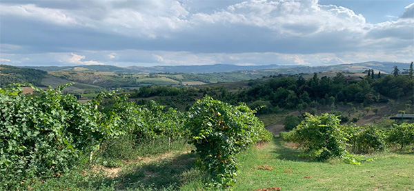 Le vigne intorno al castello