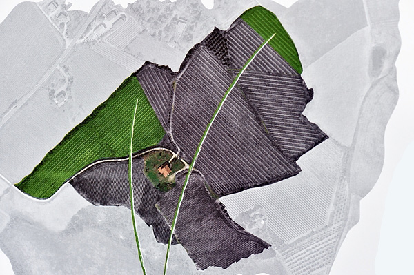 Il vigneto Belladama