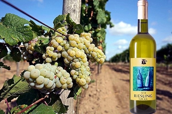 Riesling sur lie 2018