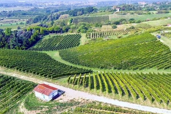 Vigneti Nettare dei Santi