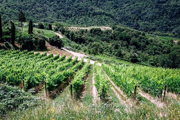 Vigneti Lamole di Lamole