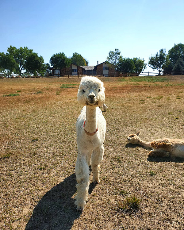 Alpaca