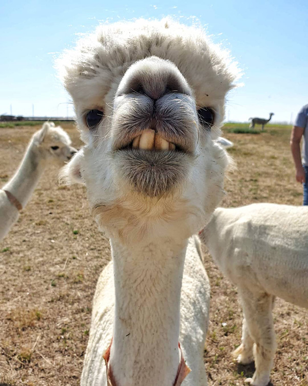 Alpaca dal vello bianco