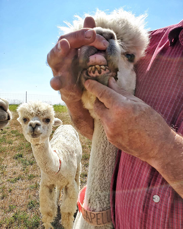 I denti dell'Alpaca