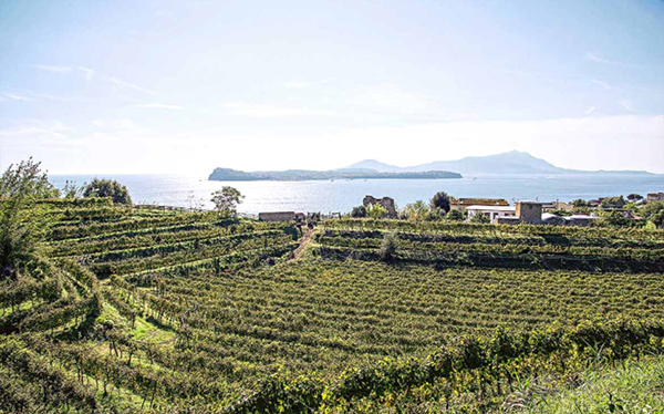 Vigna Anfiteatro