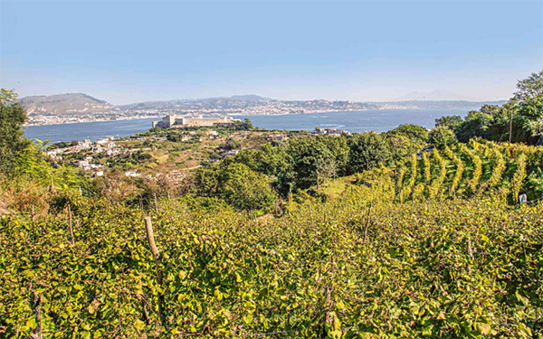 Vigna Il Castello