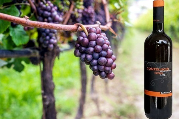 Conte Lucio Pinot Grigio Ramato 2015