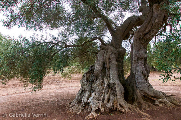 Ulivo millenario