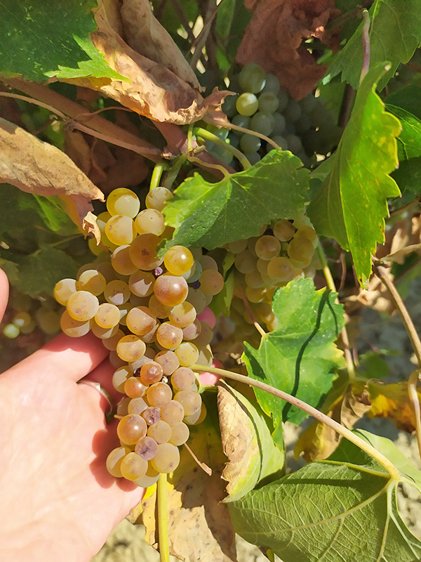 Un grappolo di Greco