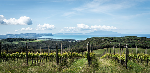 Vigneti Tenuta Argentiera