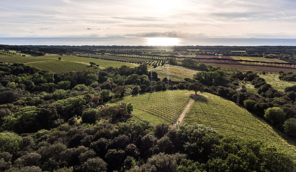 Vigne Tenuta Argentiera