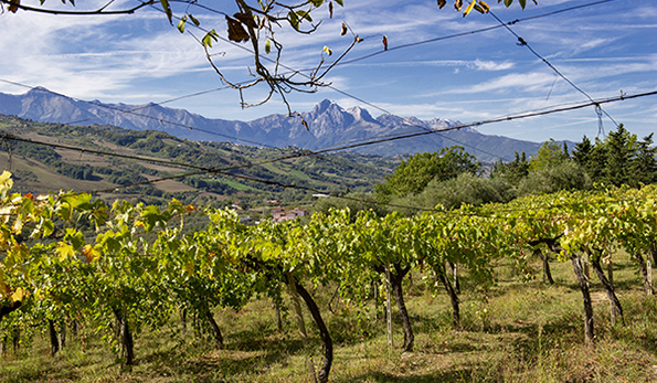 vigneto tenuta Cerulli Spinozzi