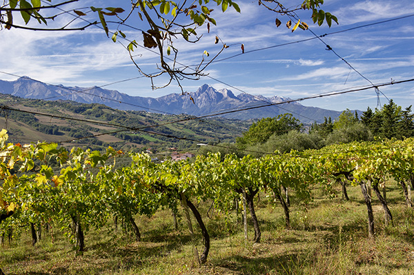 vigneto tenuta Cerulli Spinozzi