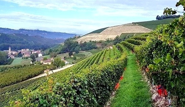 vigneti Mauro Sebaste