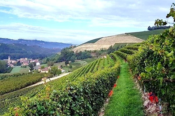 vigneti Mauro Sebaste