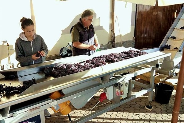 la cernita delle uve