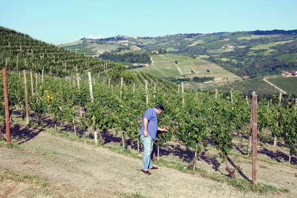 Mauro Sebaste in vigna