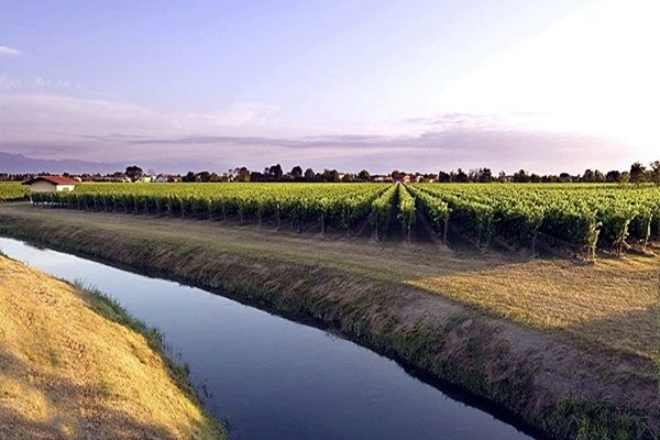 vigneto Cantine Toresella